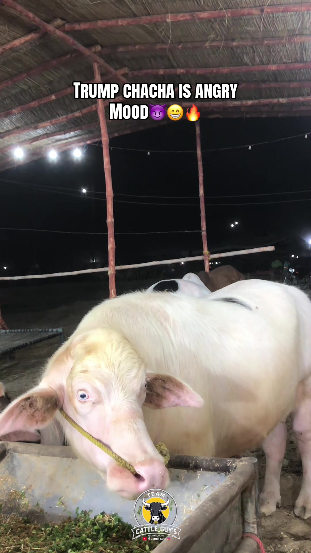 @Cattle_Guy&rsquo;s