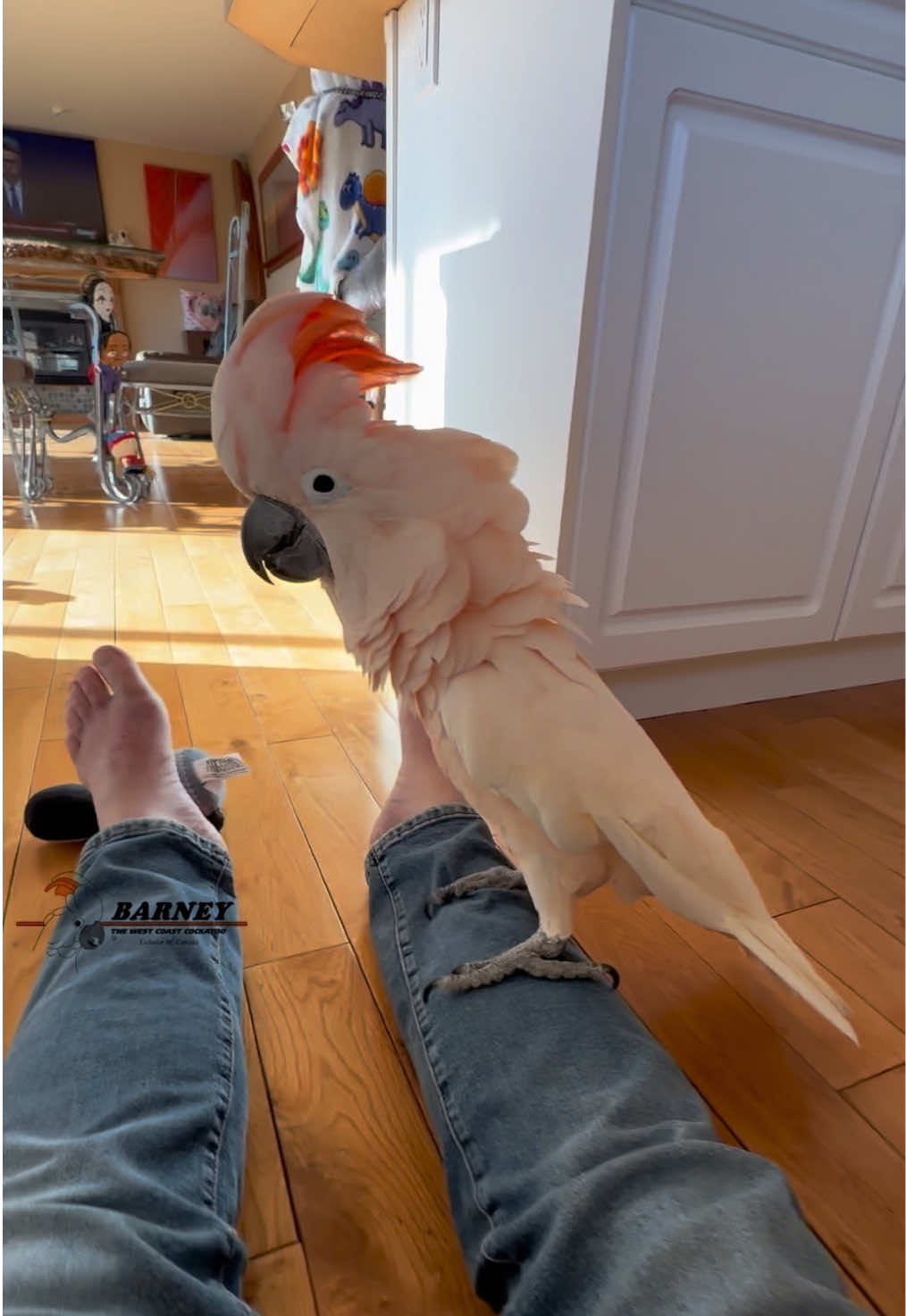 @Barney the West Coast Cockatoo