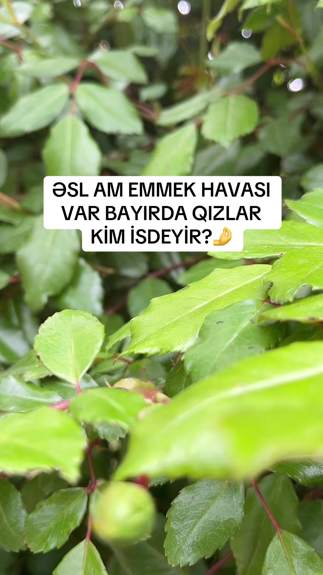 @AM EMREM😍