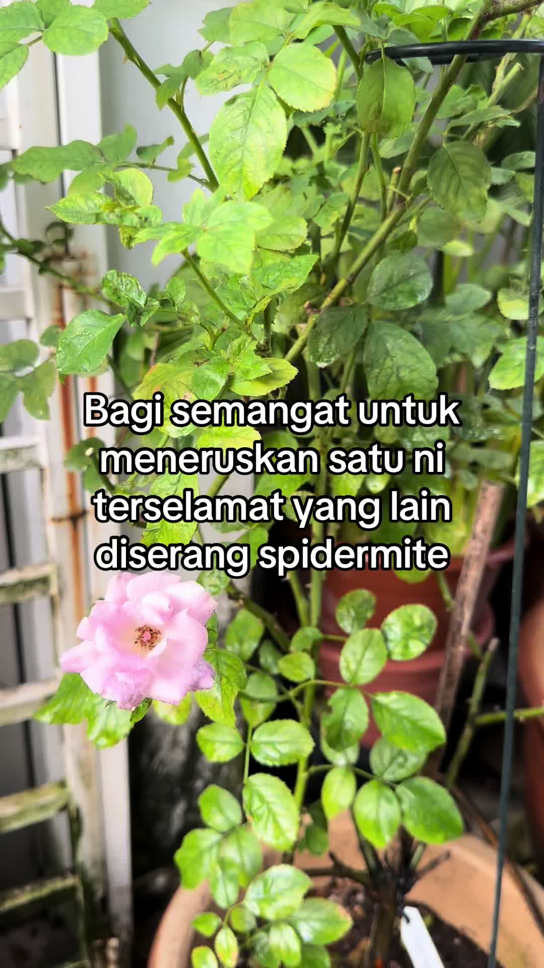 @AkakZZ