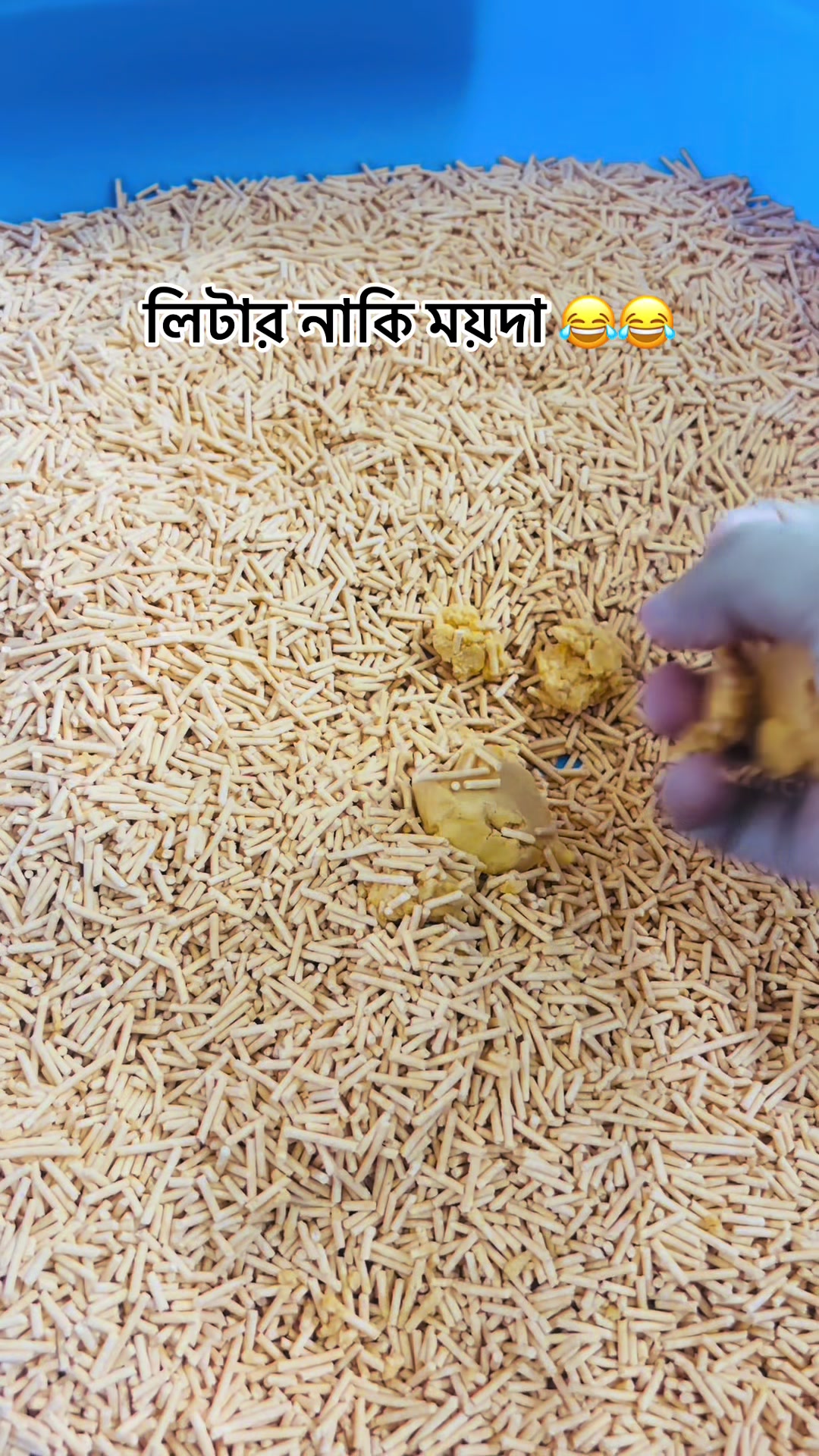 @Pet Shop By Tikli