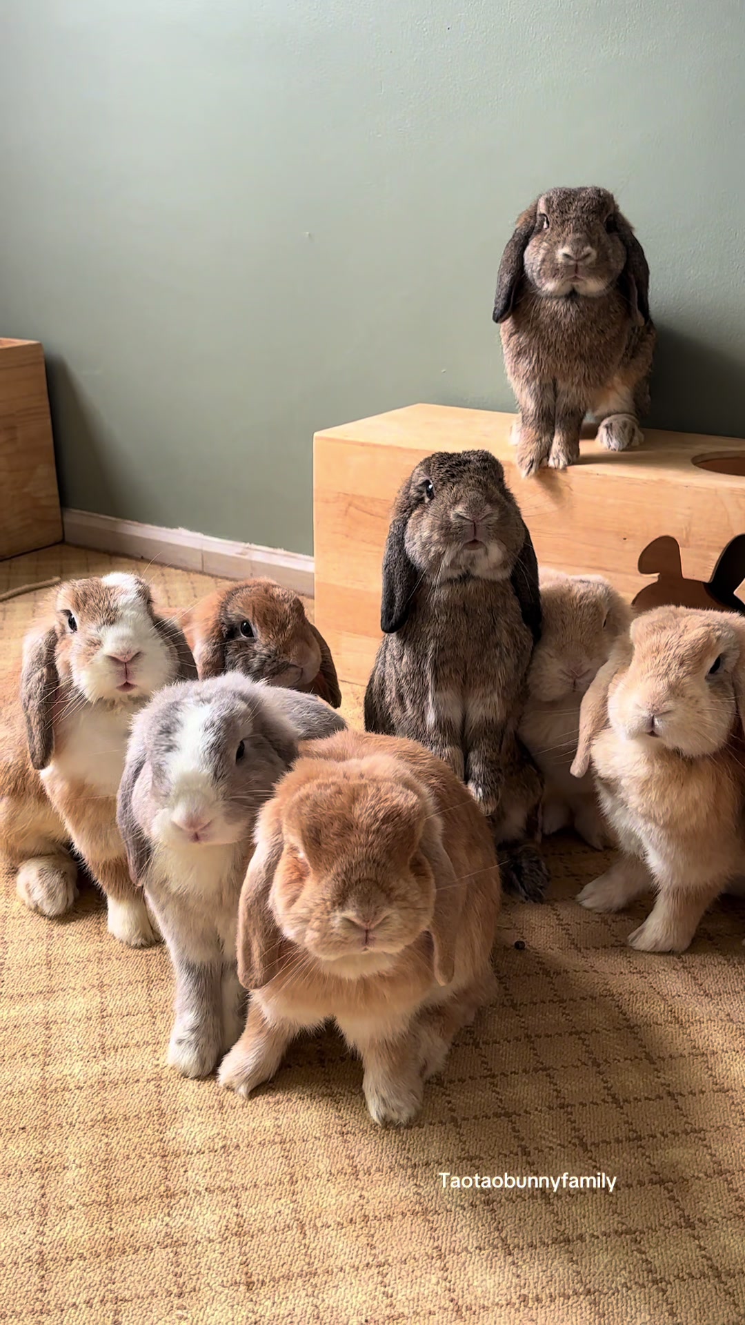@Taotao Bunnyfamily