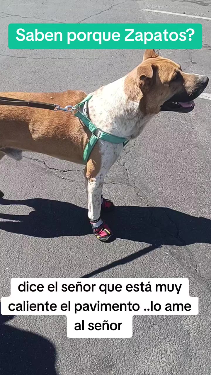 @Andreina