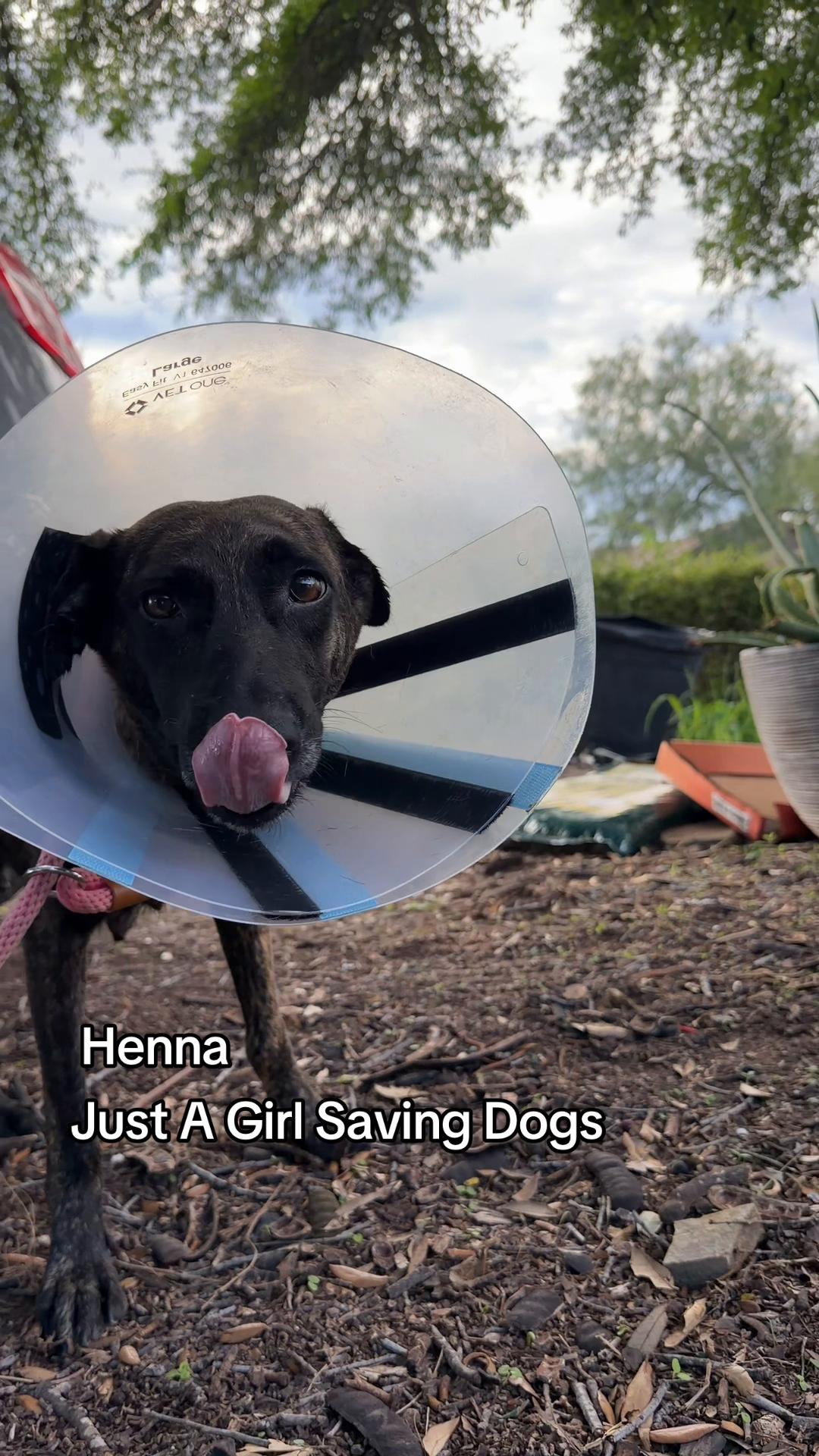 @Just A Girl Saving Dogs