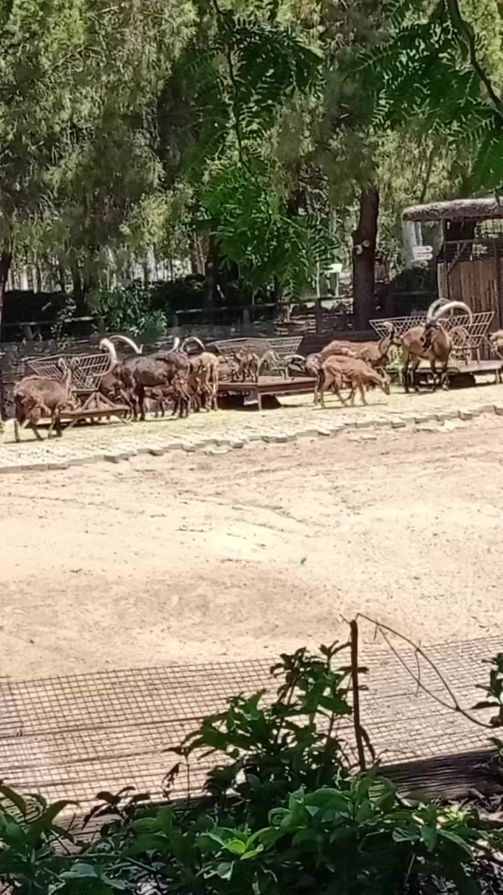 @Ateş 60 68