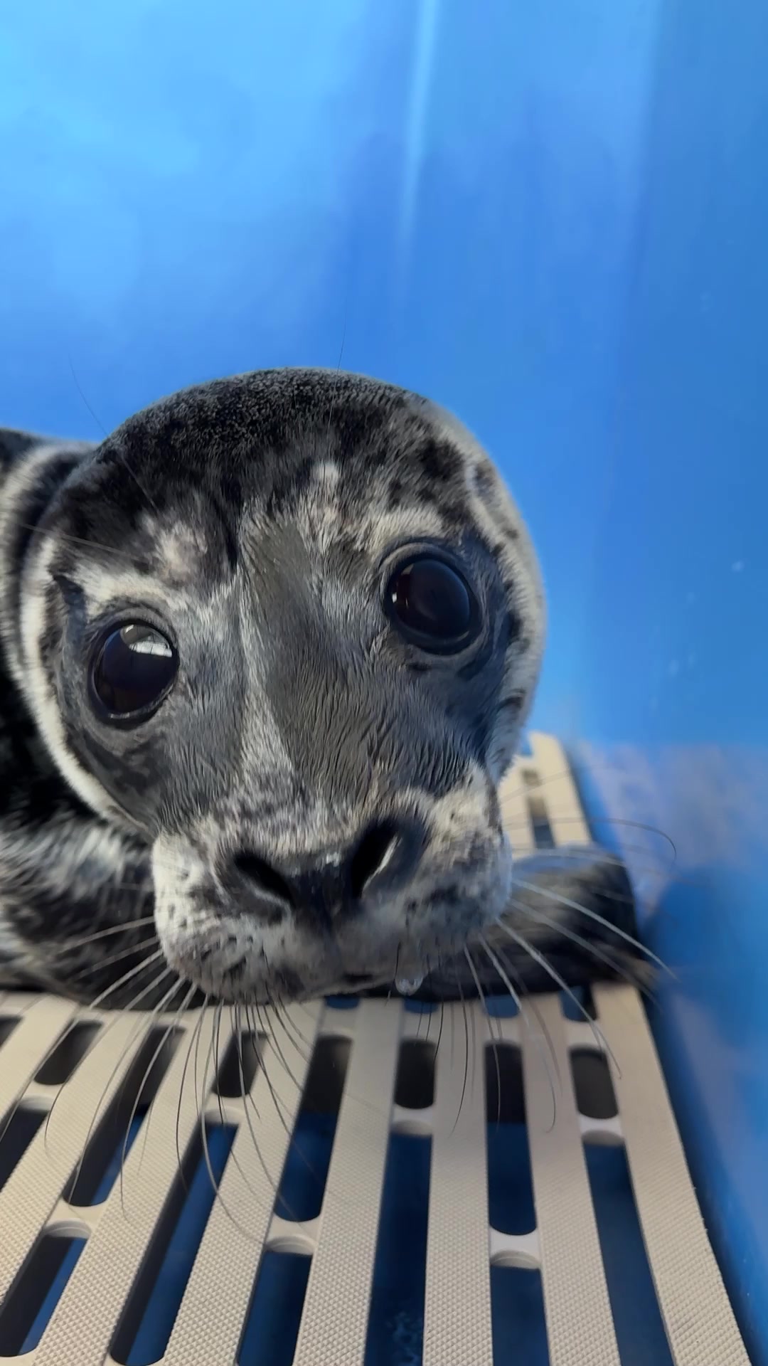 @Marine Mammal Rescue Society