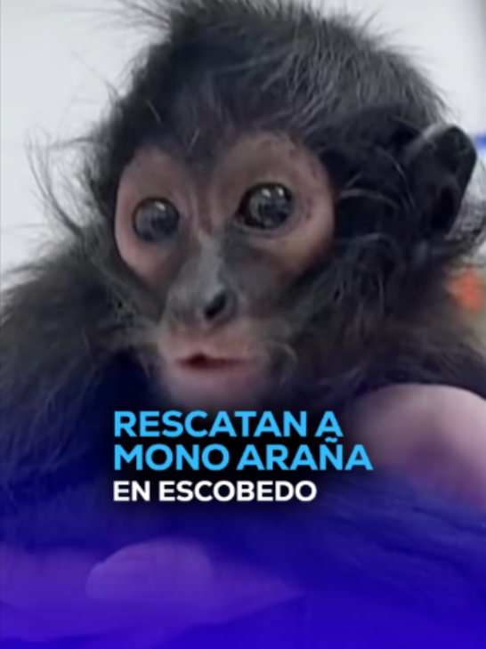 @MVS Noticias Monterrey