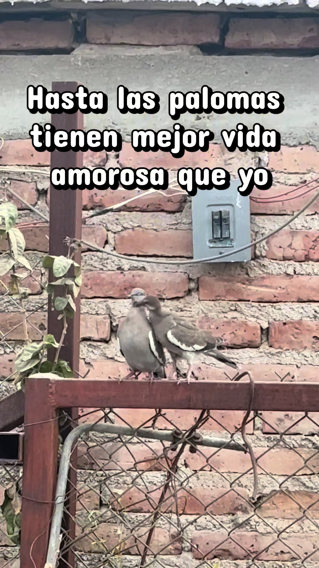 @pinvalle14
