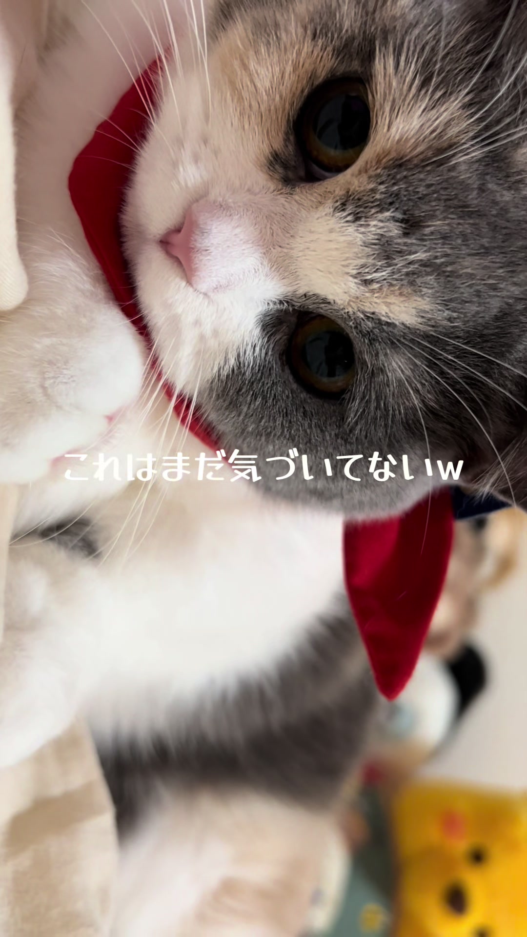 @うにぽて