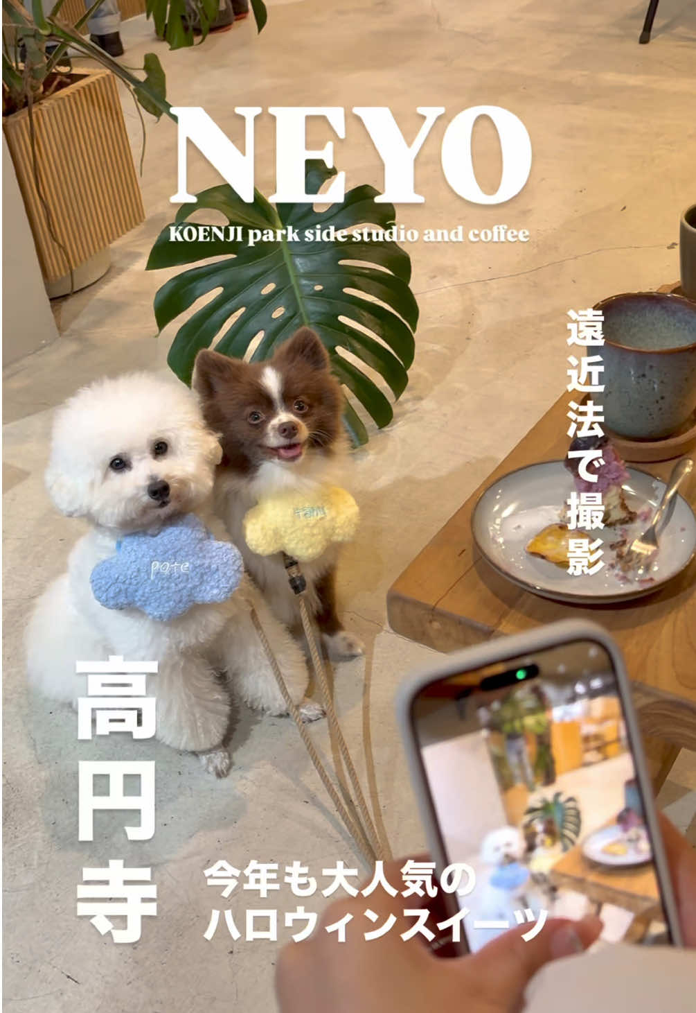 @ぽてたぬブラザーズ