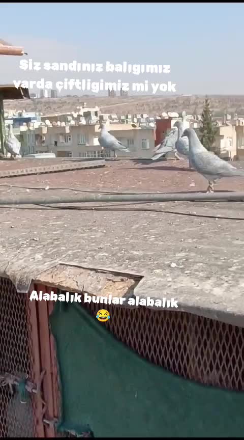 @Ahmet Serhat K&uuml;&ccedil;&uuml;koğlu