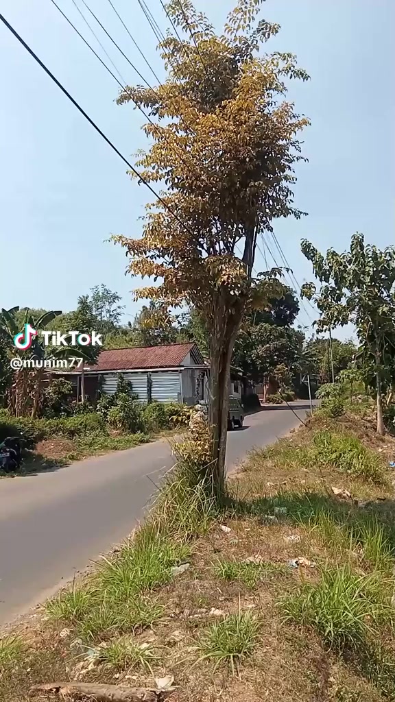 @SDM sarang Domba mayang