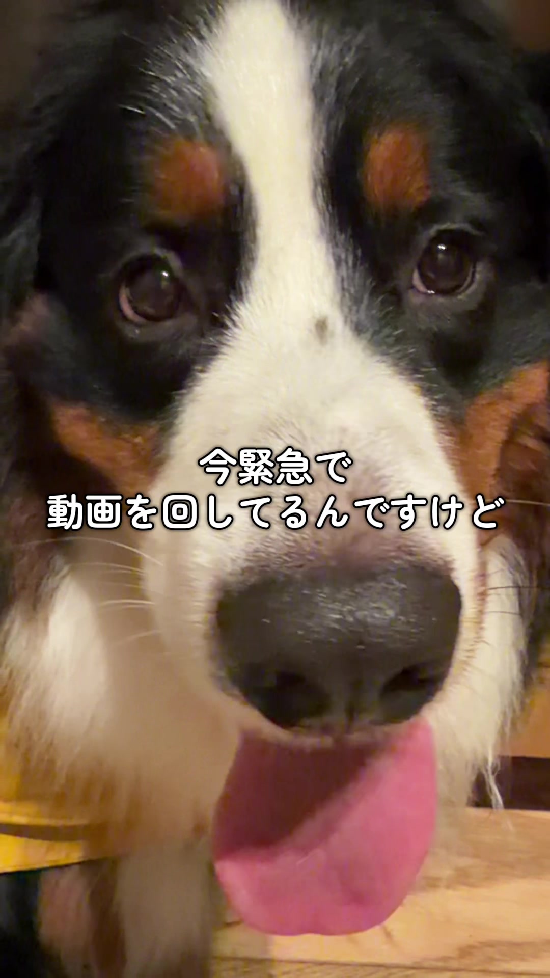 @å¯å£«å±±ð¶ð»ããŒããŒãºããŠã³ãã³ããã° - Fujisan