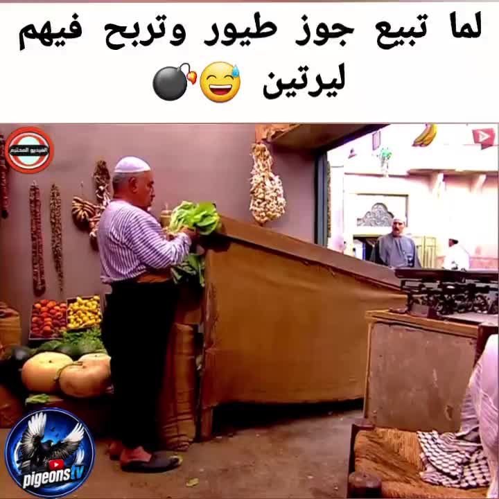 @Pigeons Tv