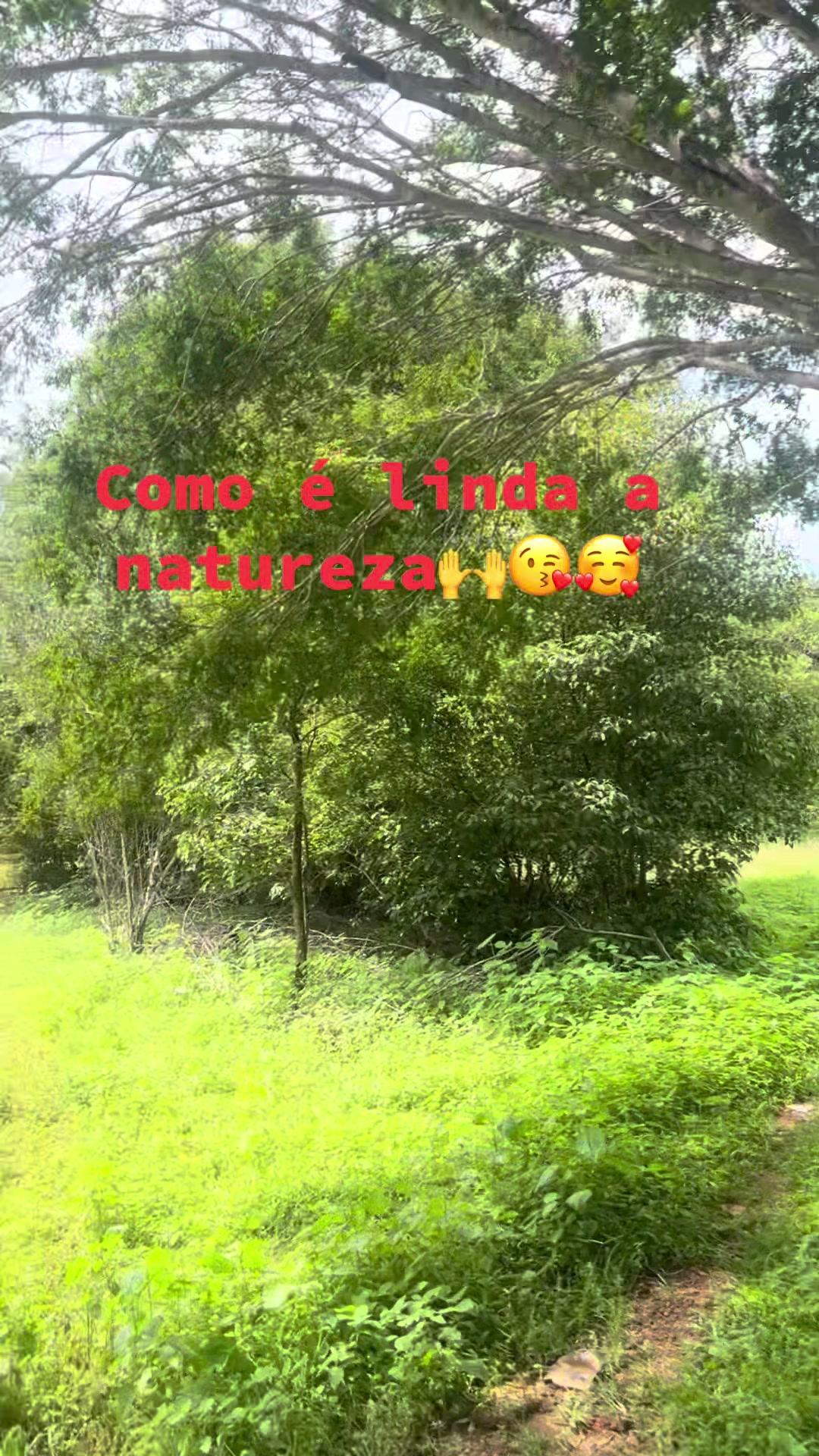 @socorroalves719