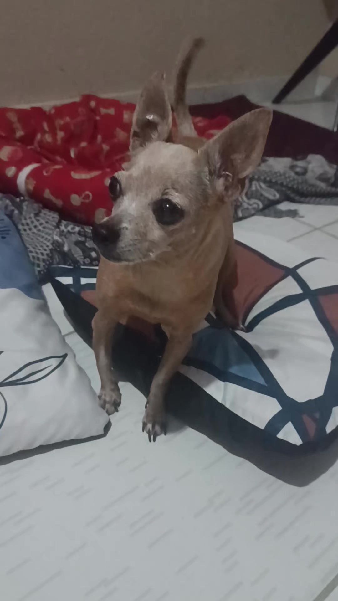 @princesa