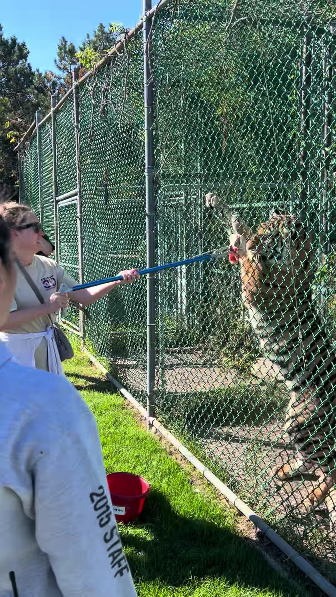 @Jungle Cat World