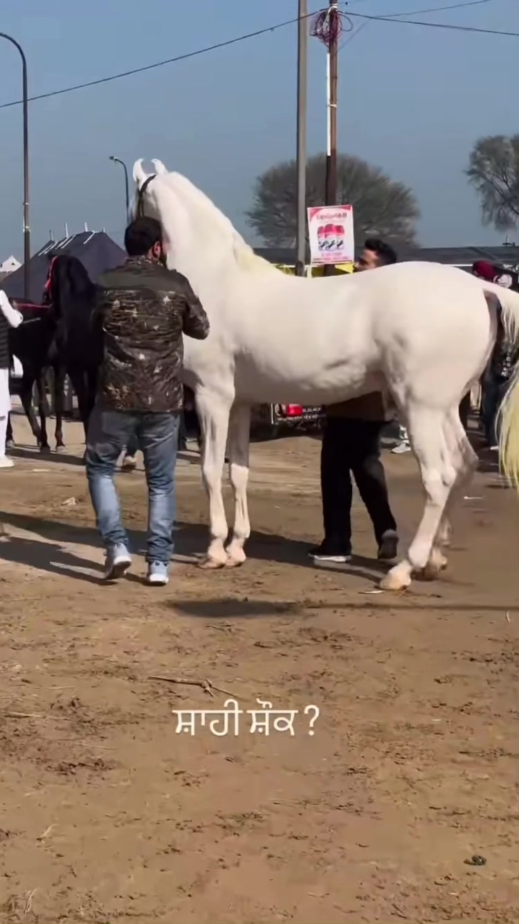 @شوق۔ پنجاب دا🐴🐴