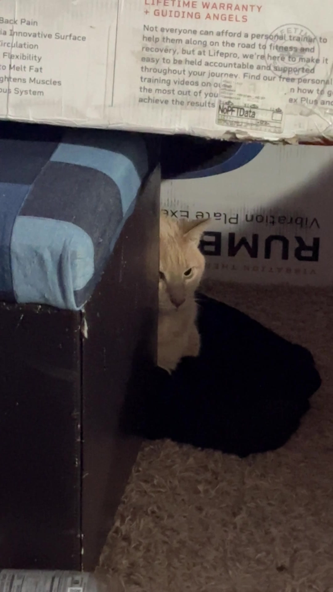 @Catmomming