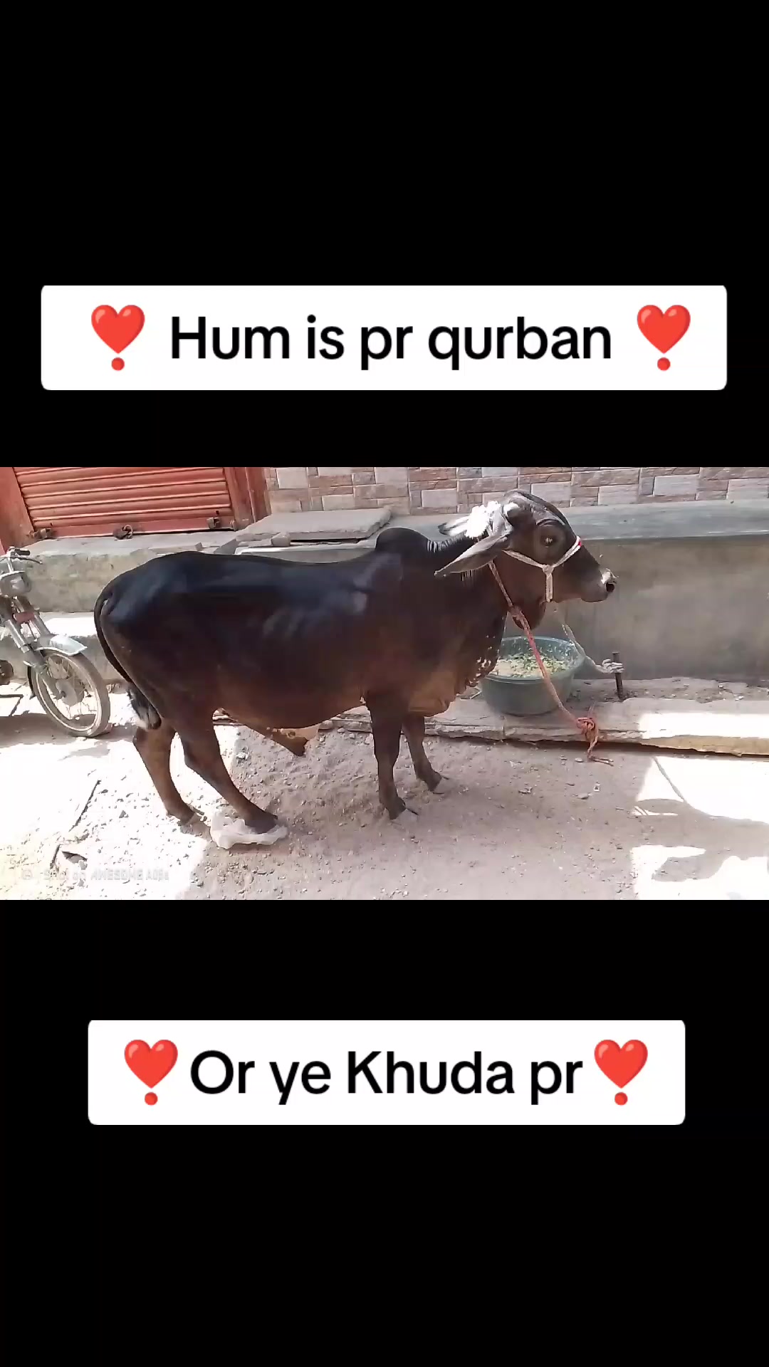 @S@@d An$@ri 🥰😍