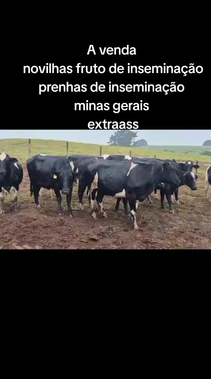 @marketing_do_gado