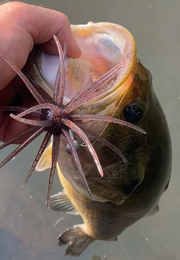@SoonerFishingCharters