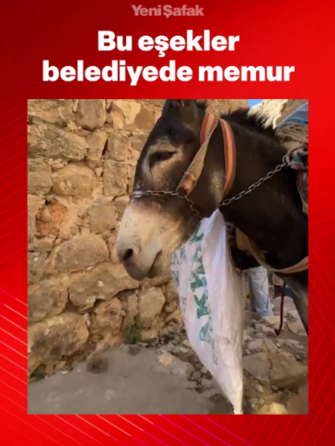 @Yeni Şafak