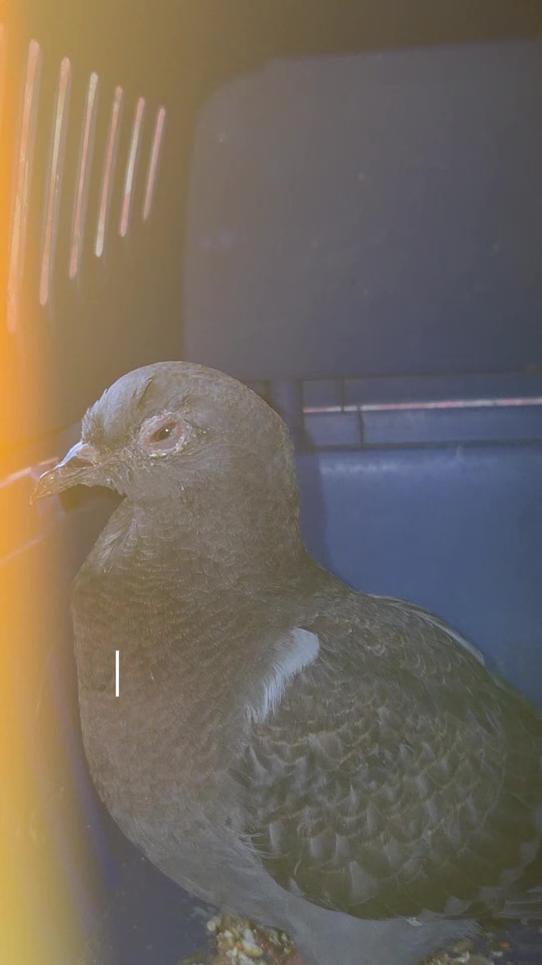 @S.Char.The.Pigeon.Lady🌙🖤Xx