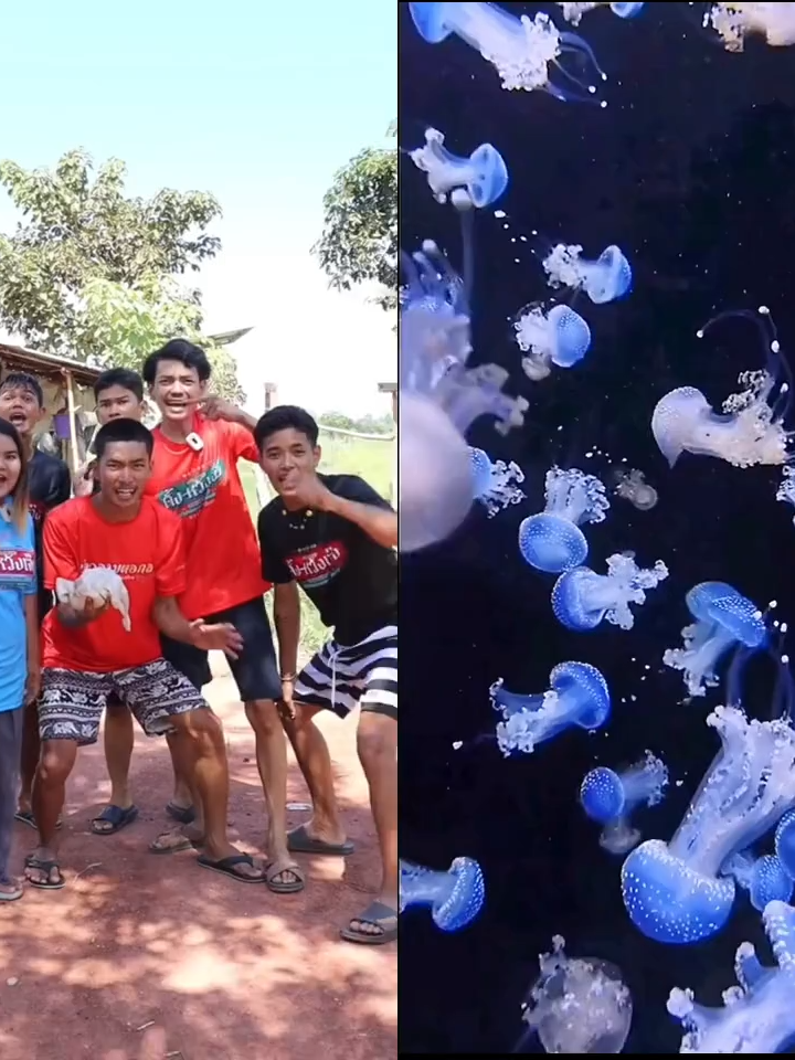 @ปลาทูสองเข่ง