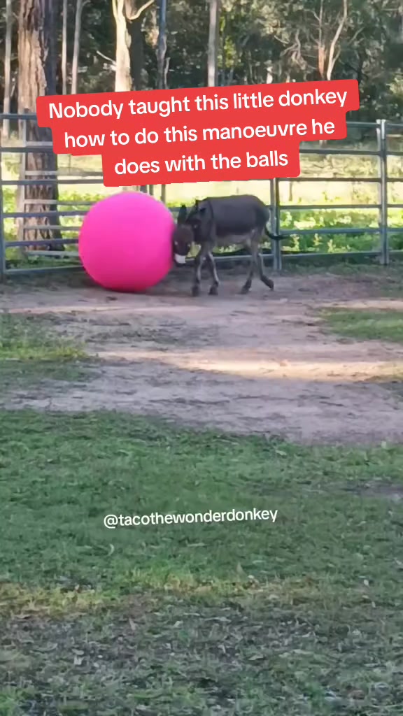 @Tacothewonderdonkey