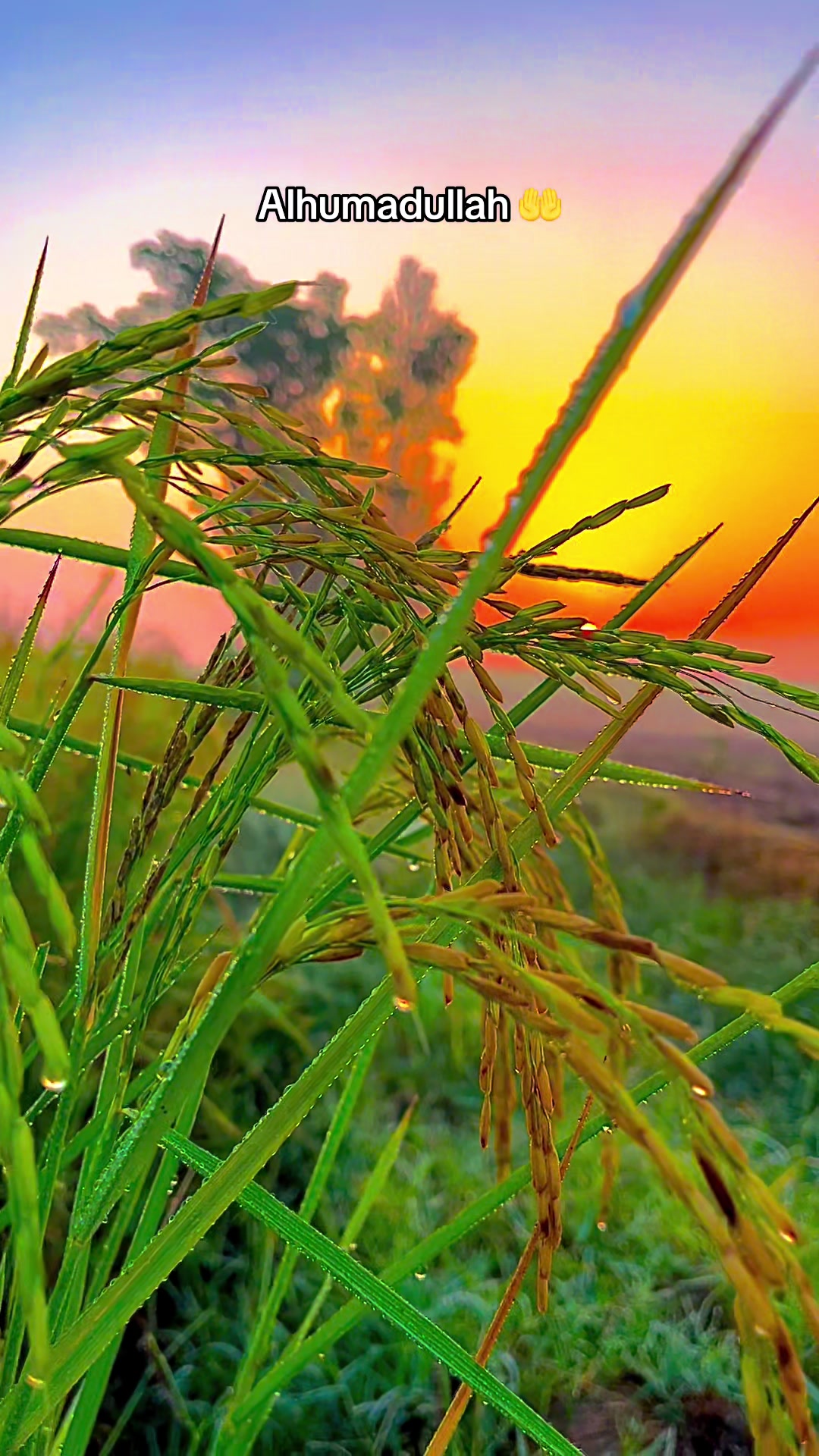 @🌾میں۔ میرا۔ پنڈ🎋