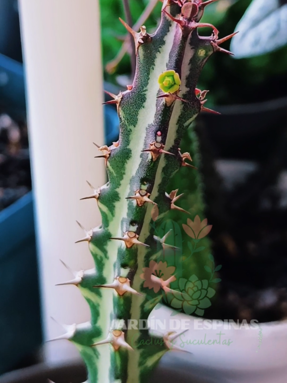 @CACTUS JARDIN DE ESPINAS
