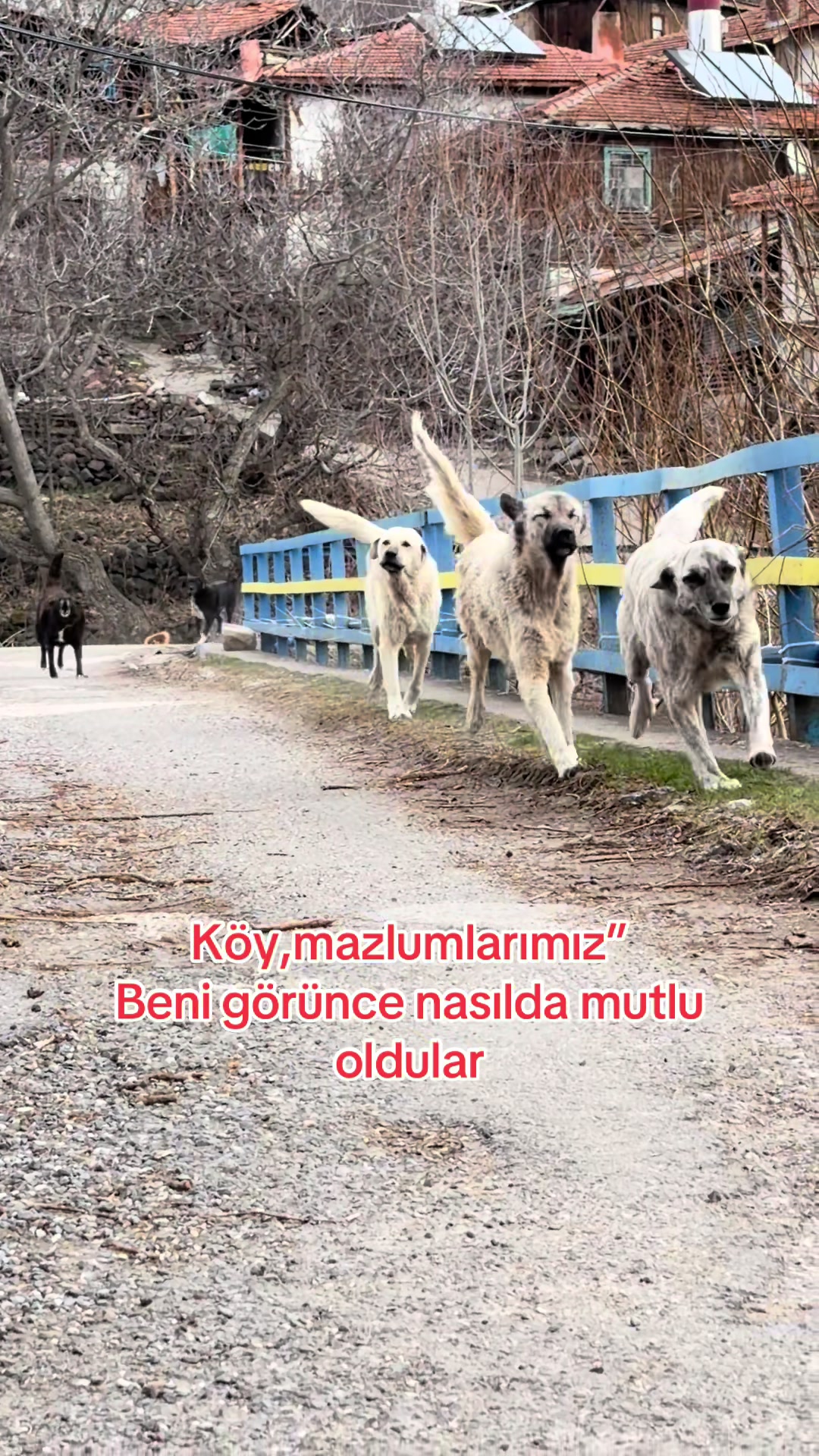 @azaphanecanlari