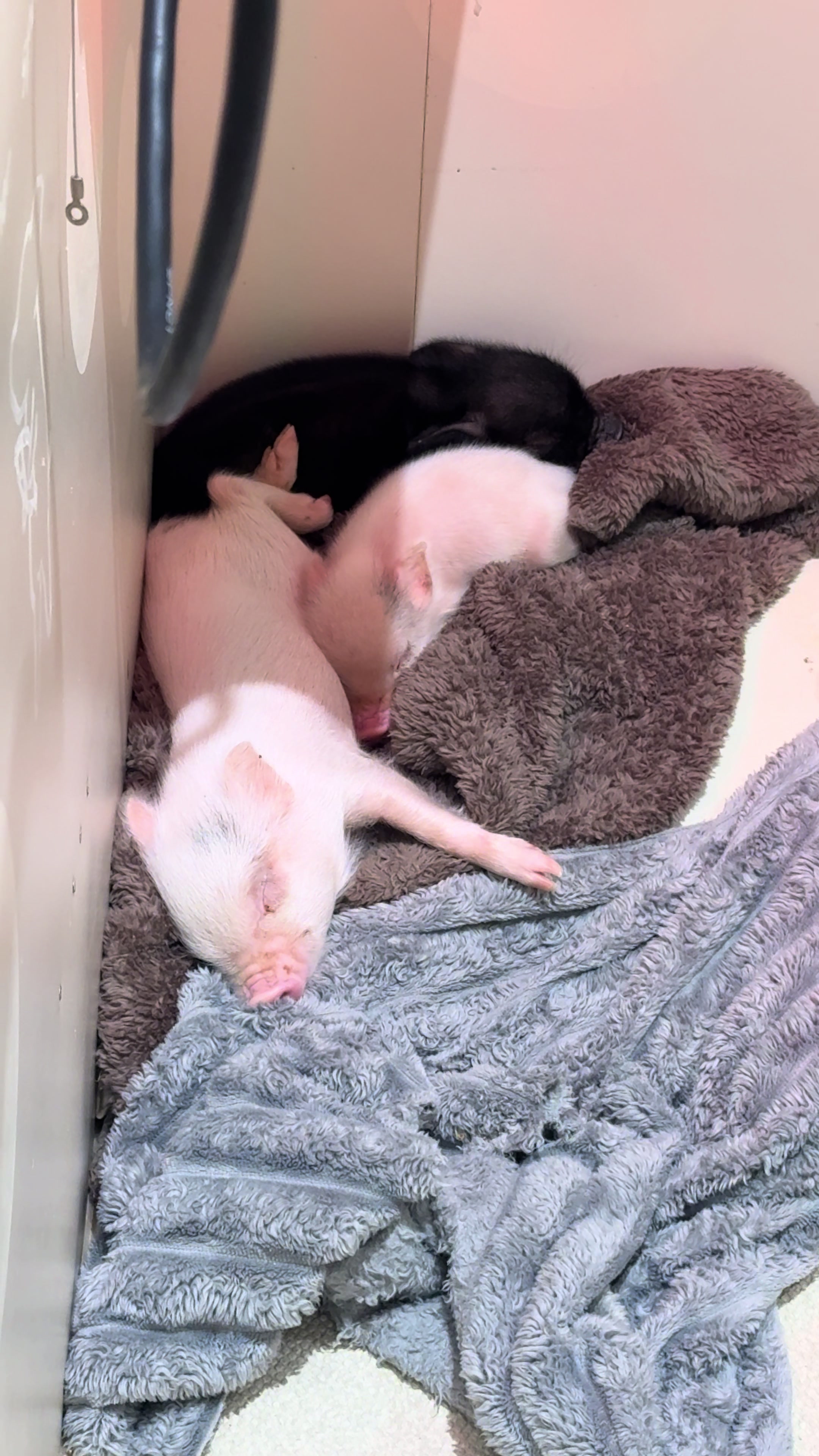 @pignic