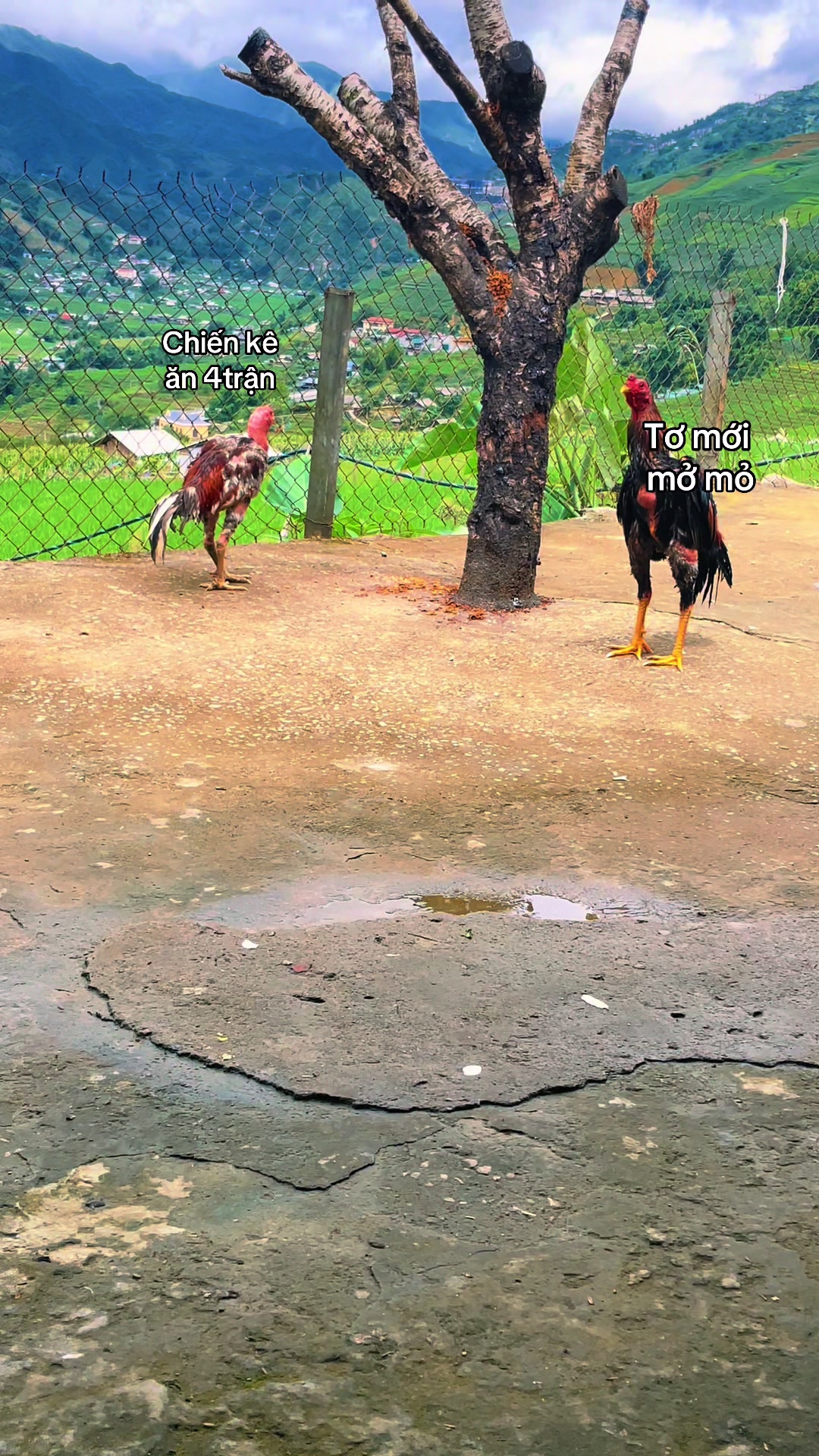 @Sinh gà Cỏ