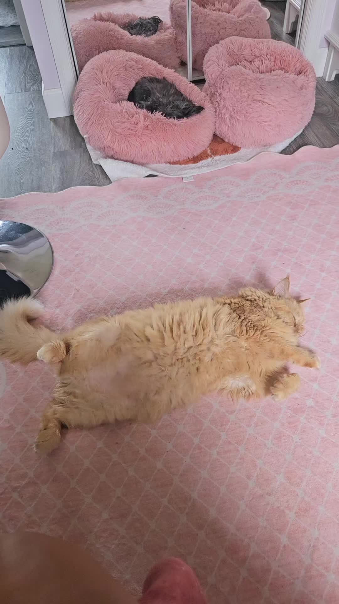 @ꪜꪖꪶꫀ𝘳𝓲ꫀ 🎀