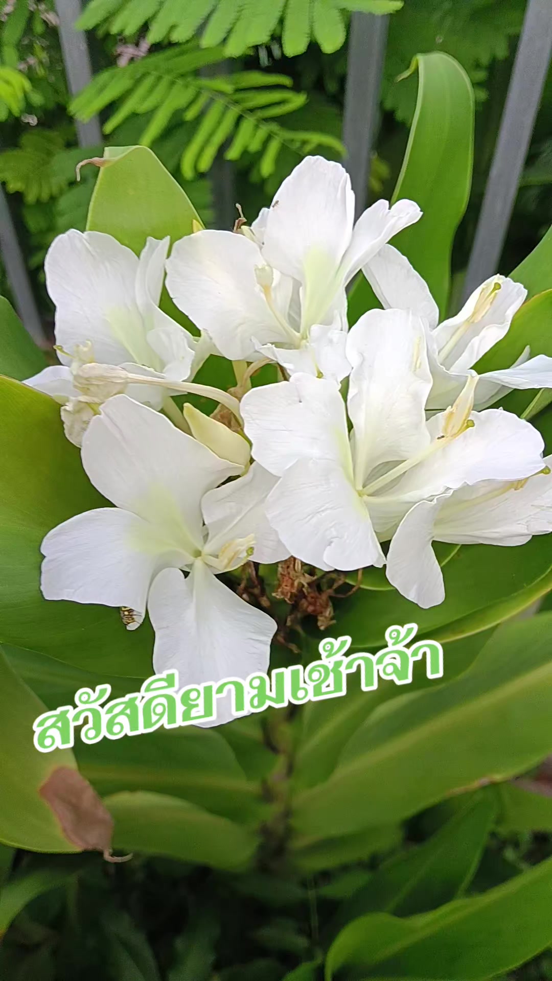 @pranee