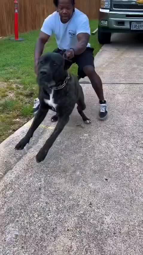 @animolfacts