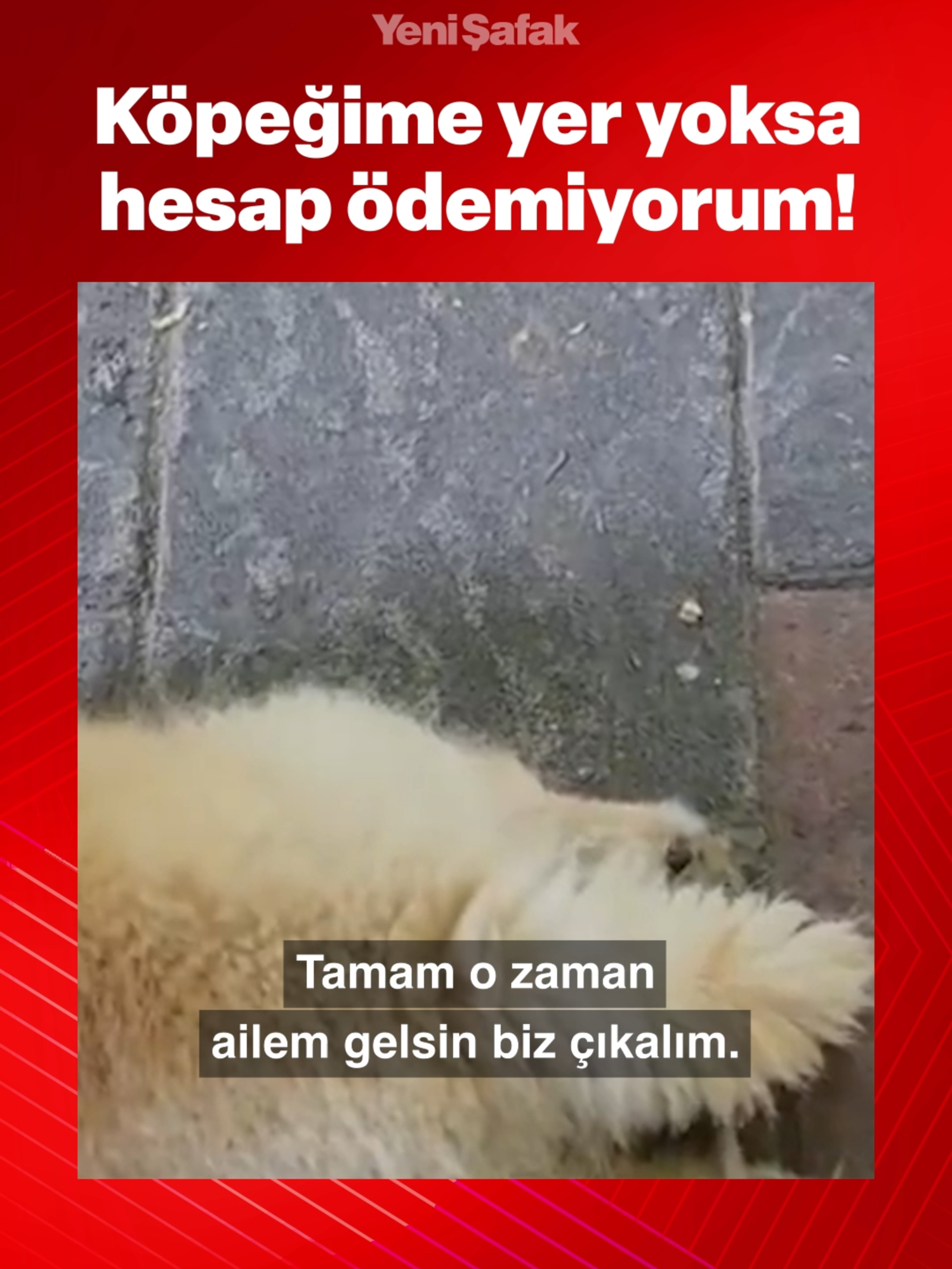 @Yeni Şafak