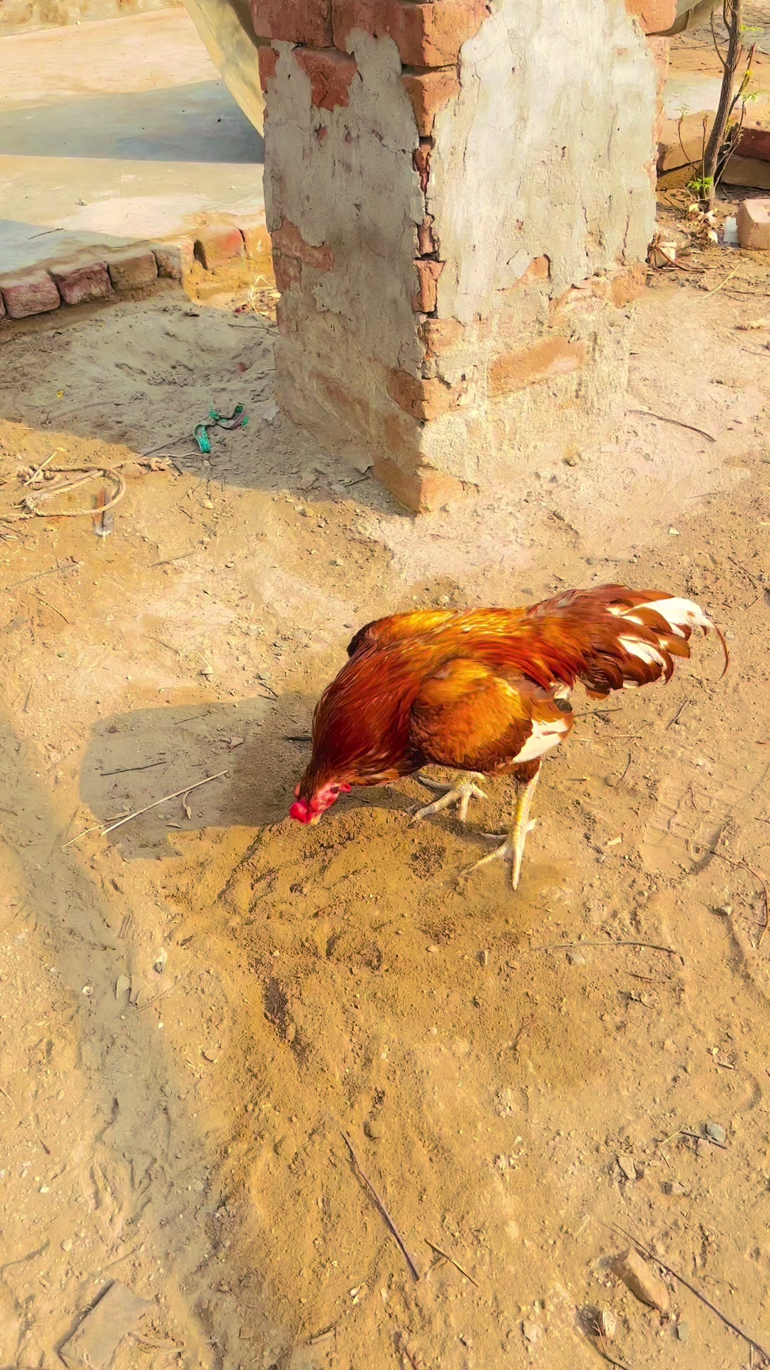 @Uzair Mohsin Pets