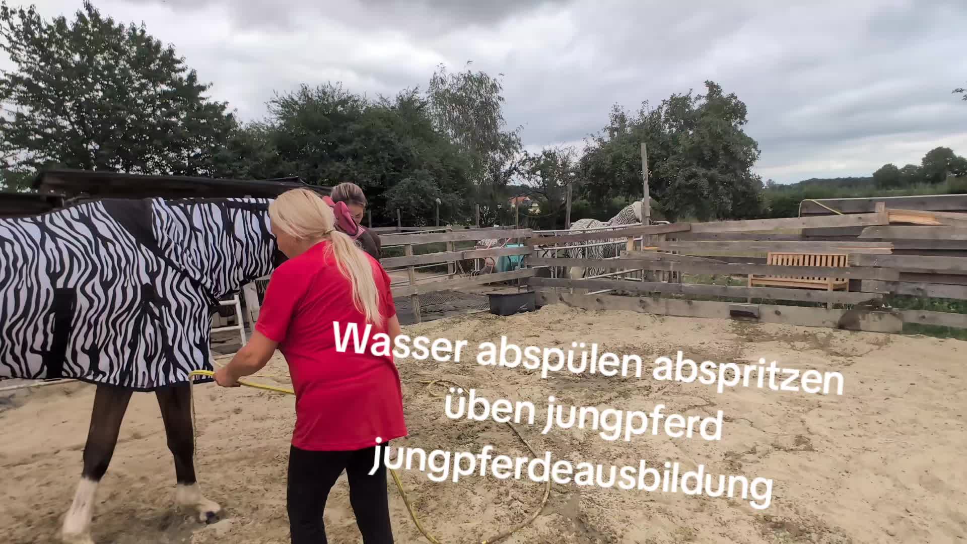 @Steffis_horse_world