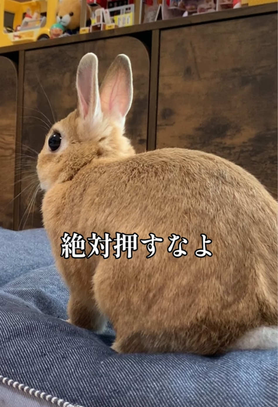 @rabbit man