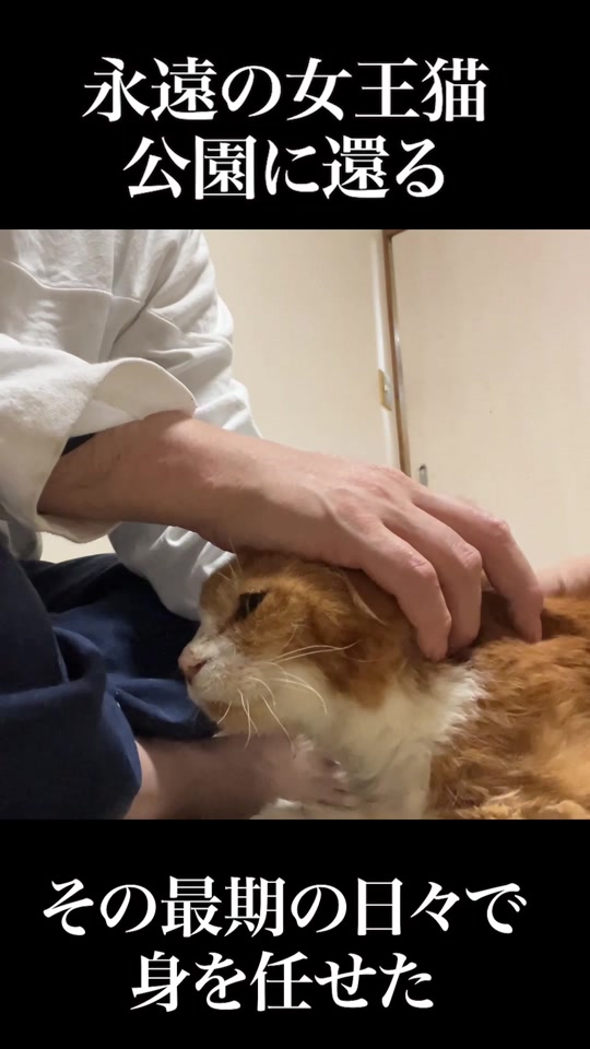 @ねこかます