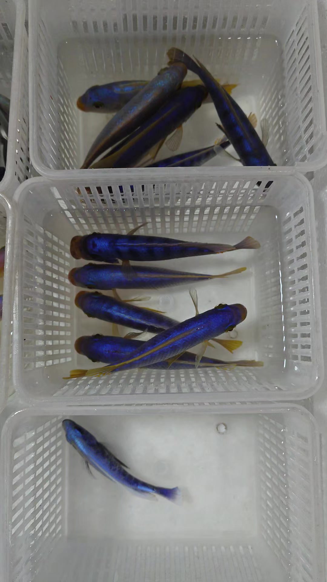 @Long life pet fish co. Ltd