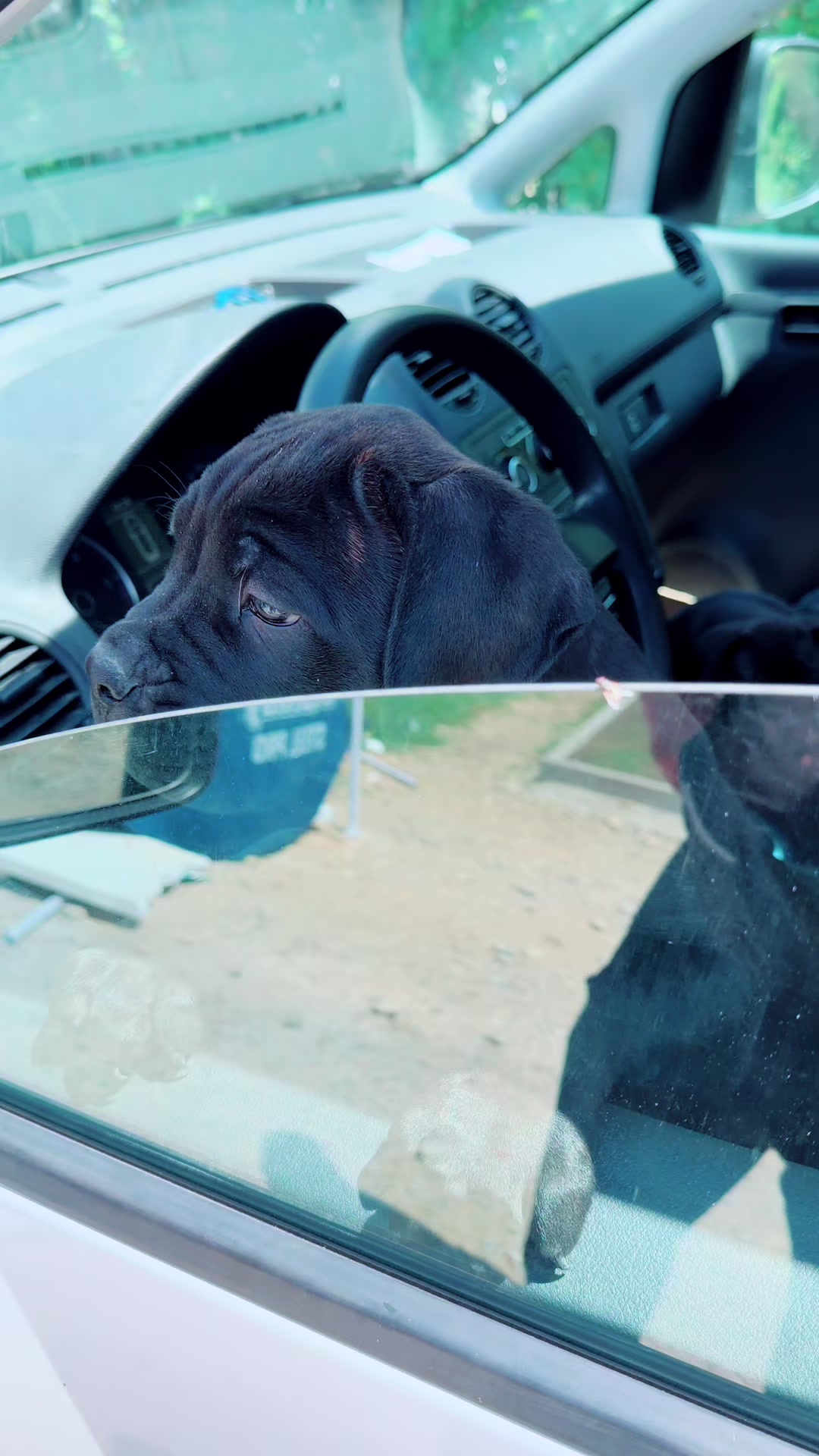 @NeroCaneCorsoKennel