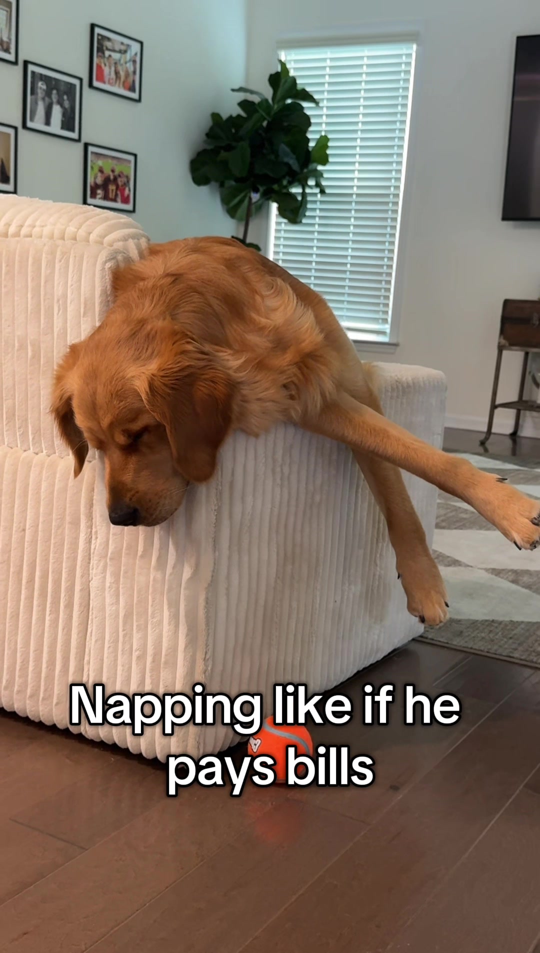 @Maverick McPaws