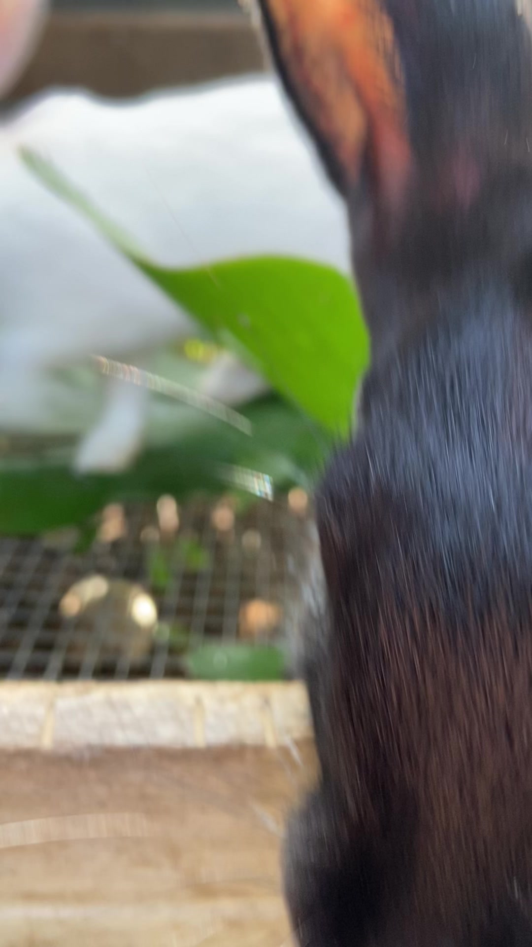 @HappyHoppersRabbitry