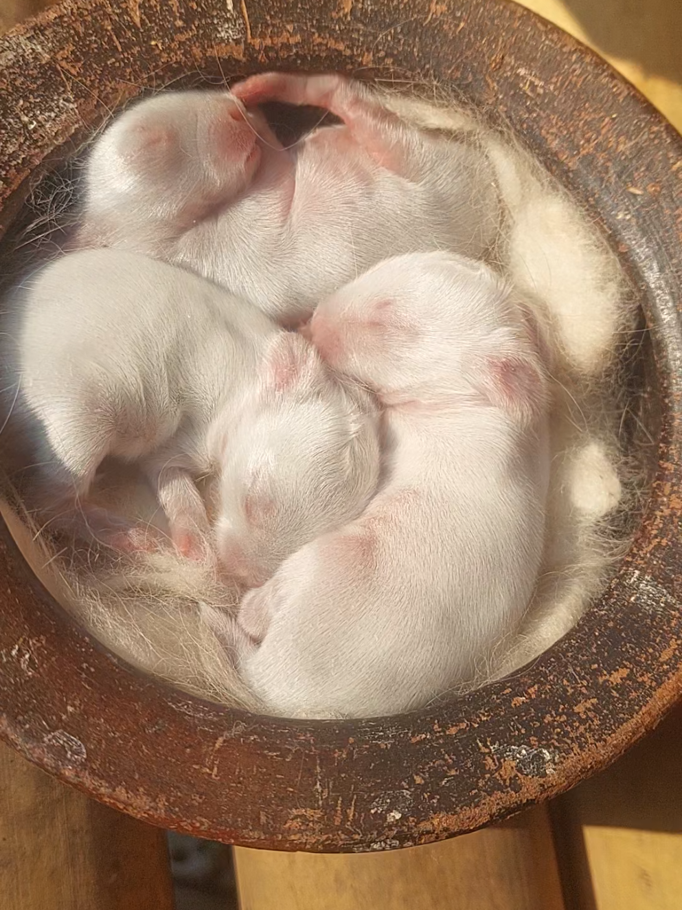 @Cileunyi Rabbit
