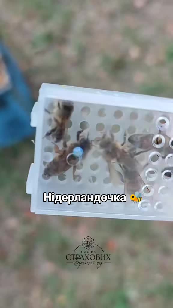 @Берецький мед