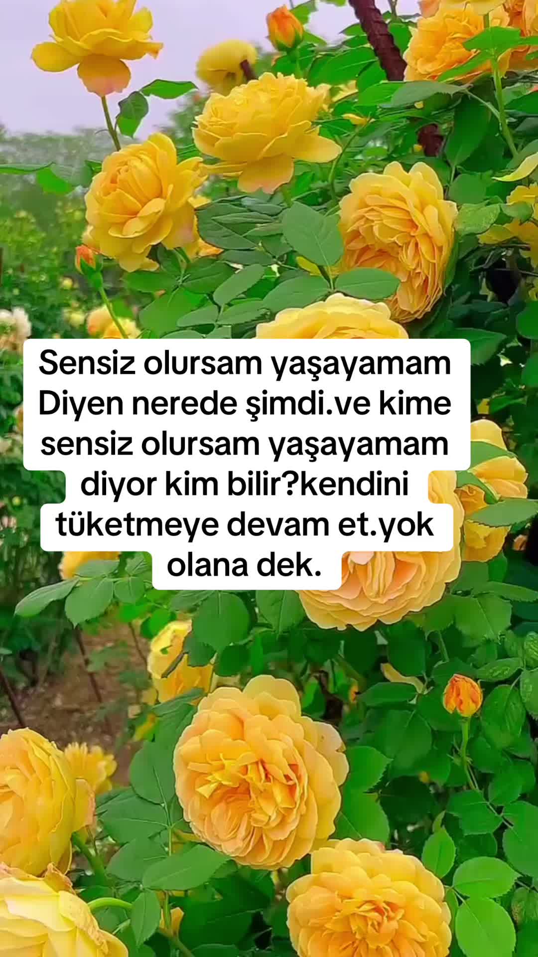 @Buzbeyi